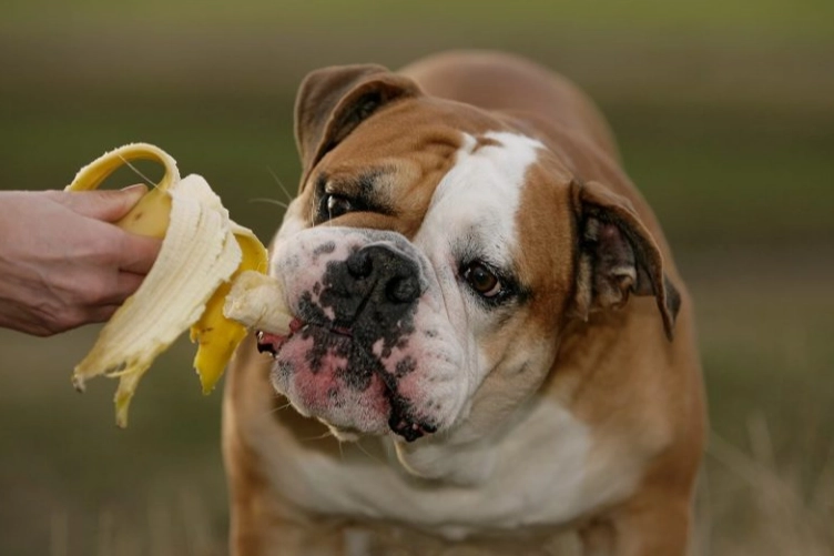 feeding bananas to dogs