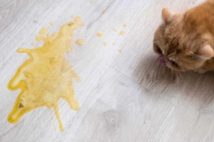 cat diarrhea causes cat diarrhea causes