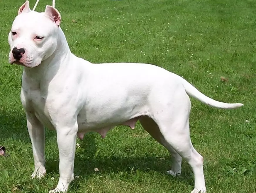 pit bull terrier care pit bull terrier care