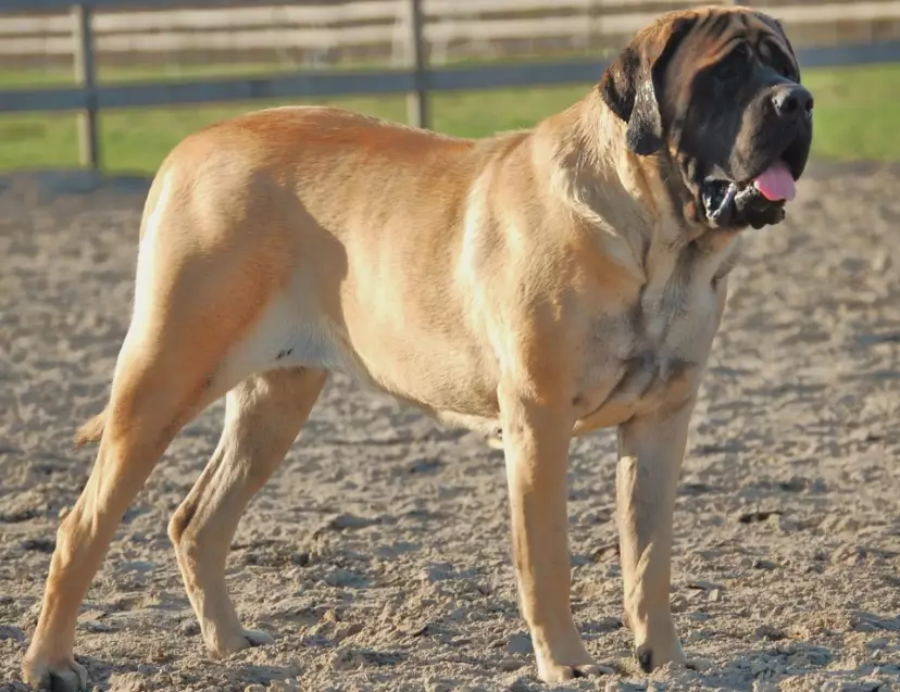 english mastiff cost