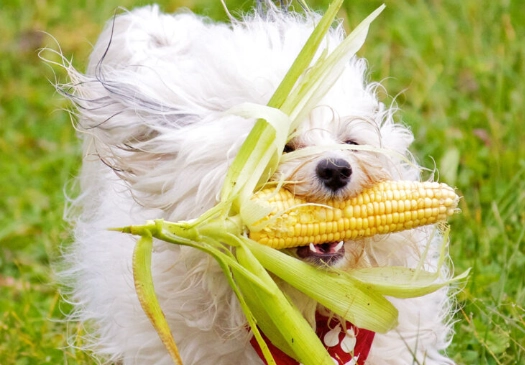 is corn safe for dogs