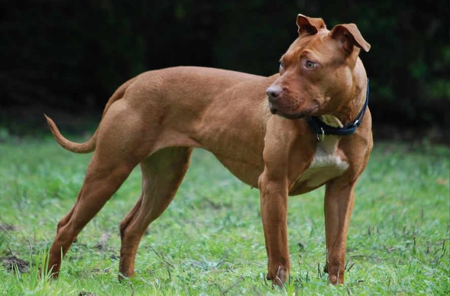 pit bull terrier temperament pit bull terrier temperament