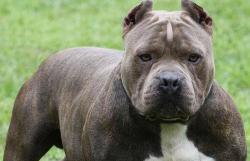 are pit bulls dangerous are pit bulls dangerous