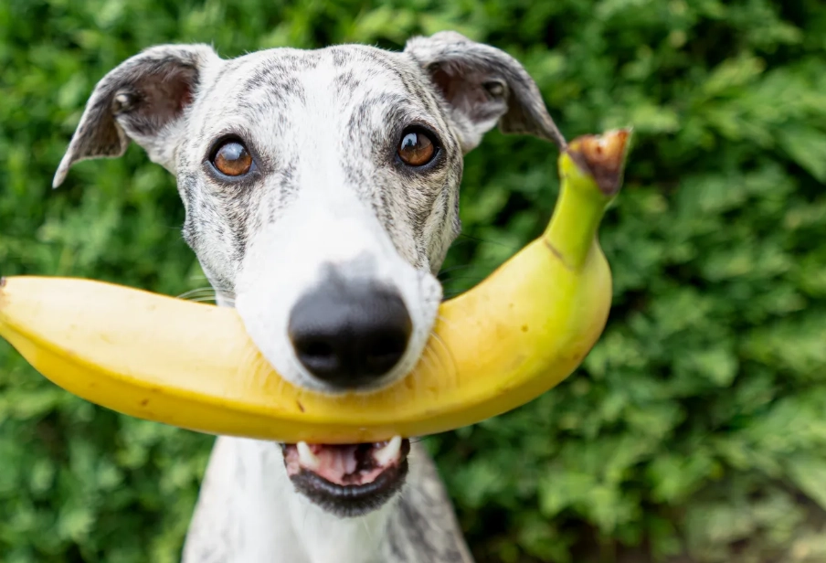 bananas for dogs
