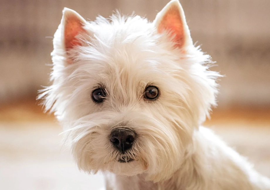 white fluffy dog breeds