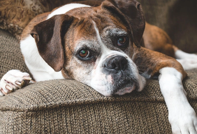 home remedies for dog diarrhea