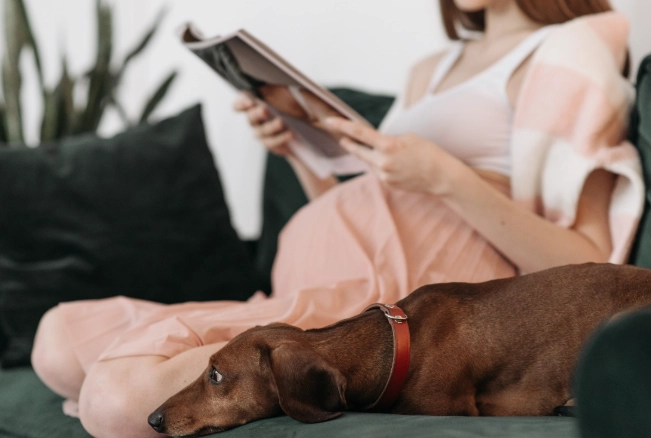 signs your dog is in heat signs your dog is in heat