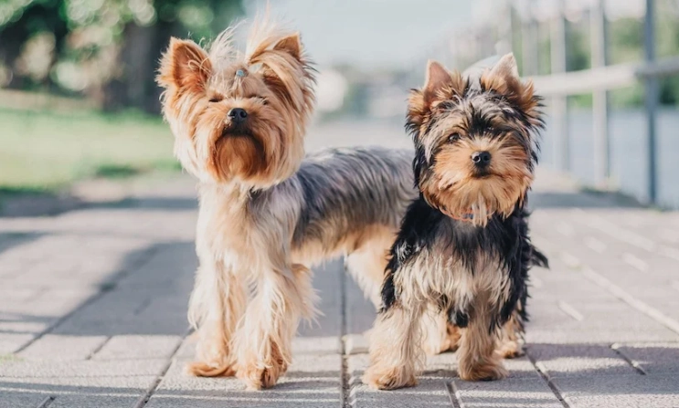 yorkshire terrier lifespan yorkshire terrier lifespan
