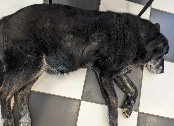 canine cushing's disease