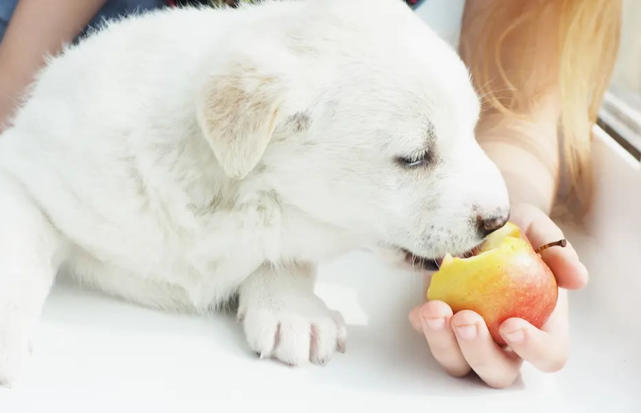 apples for dogs