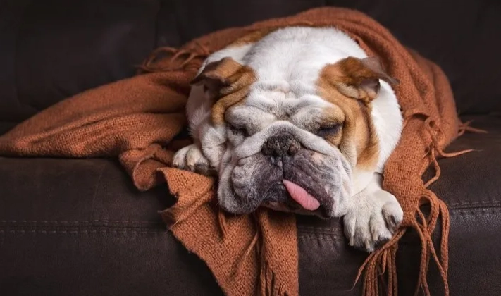 metronidazole dosage for dogs