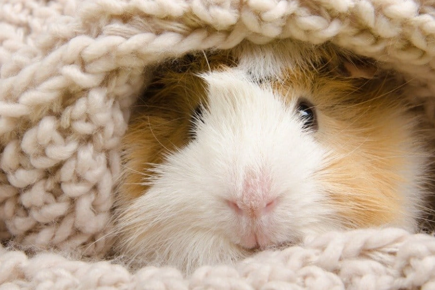 guinea pig lifespan