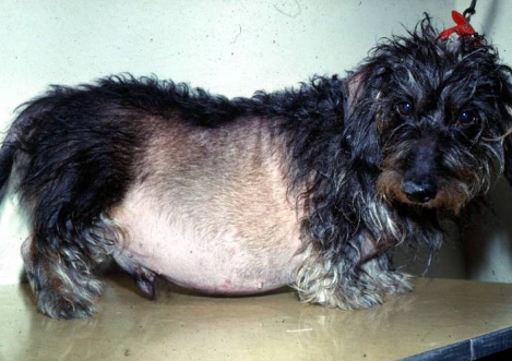 dog cushing's disease symptoms