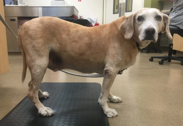 cushing's disease symptoms cushing's disease symptoms