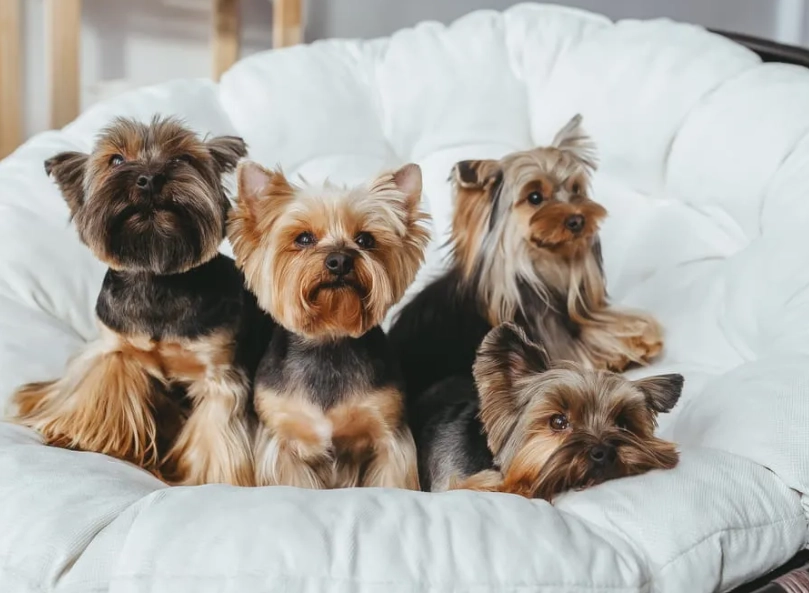 yorkie life expectancy