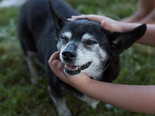 cushing's disease treatment cushing's disease treatment