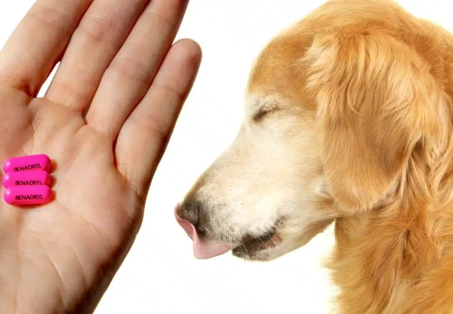 benadryl for dogs side effects