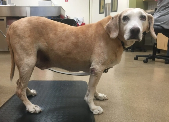 cushing's syndrome in dogs treatment