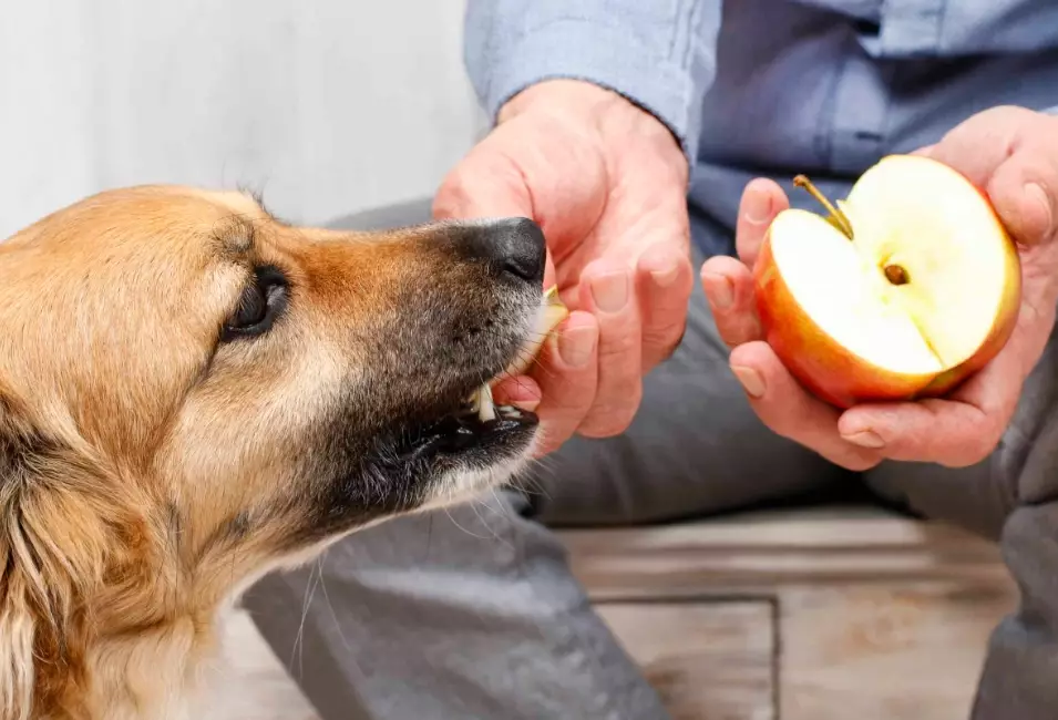 dog safe fruits