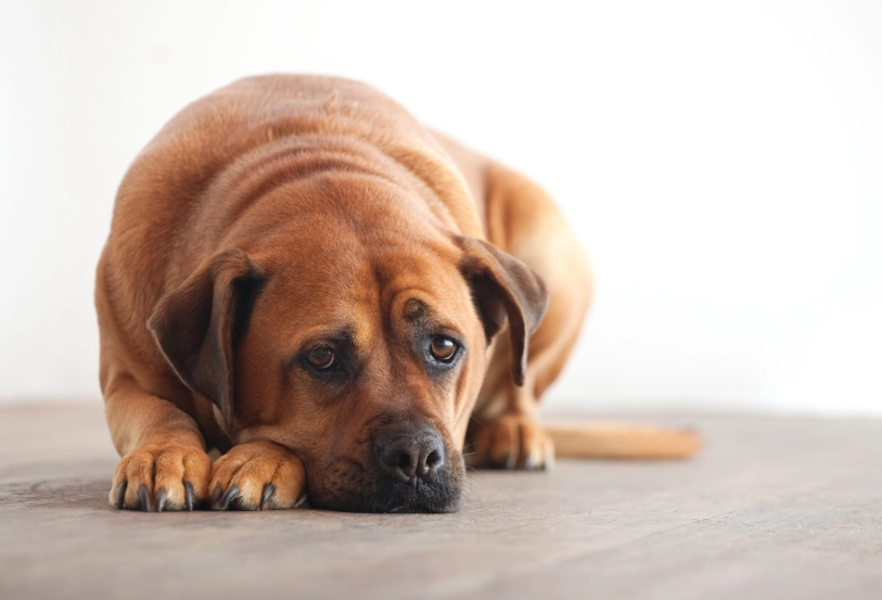 flagyl for dogs side effects