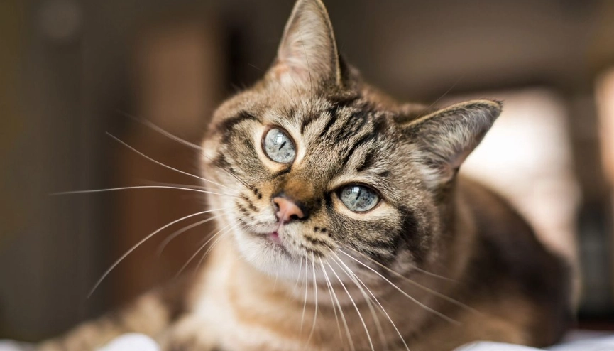 whisker fatigue symptoms