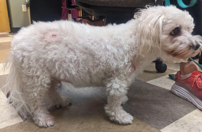 cushing's disease treatment cushing's disease treatment