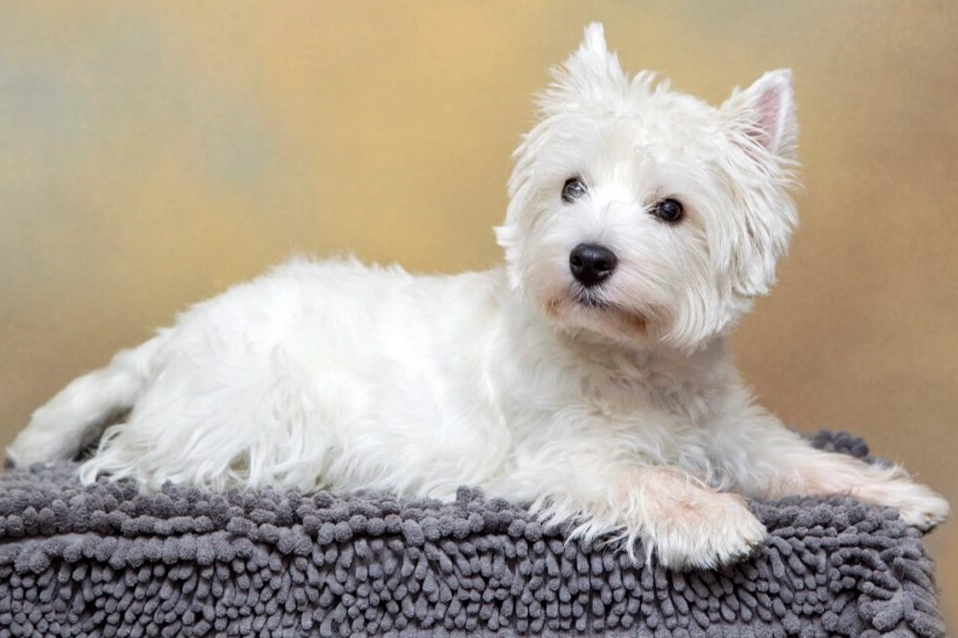 white fluffy dog breeds
