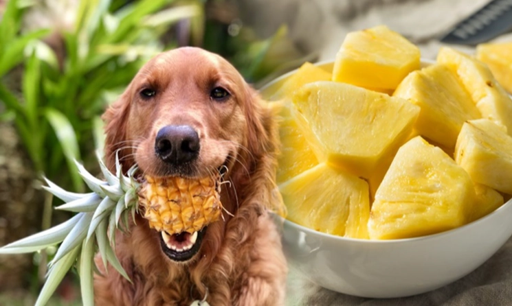 dogs and pineapple dogs and pineapple