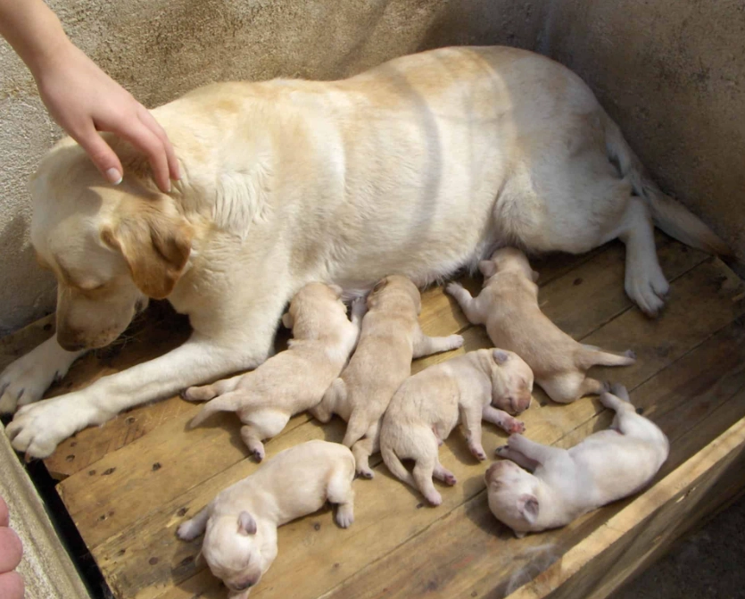 dog pregnancy stages