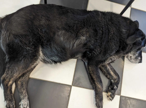 cushing's disease symptoms cushing's disease symptoms