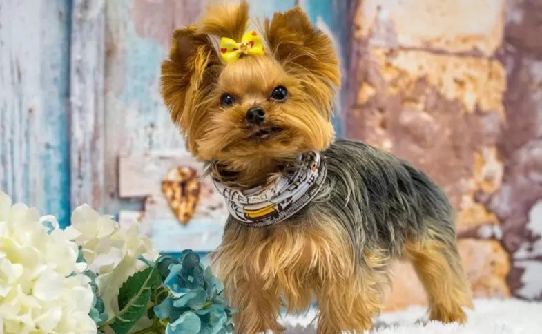 yorkie life expectancy yorkie life expectancy