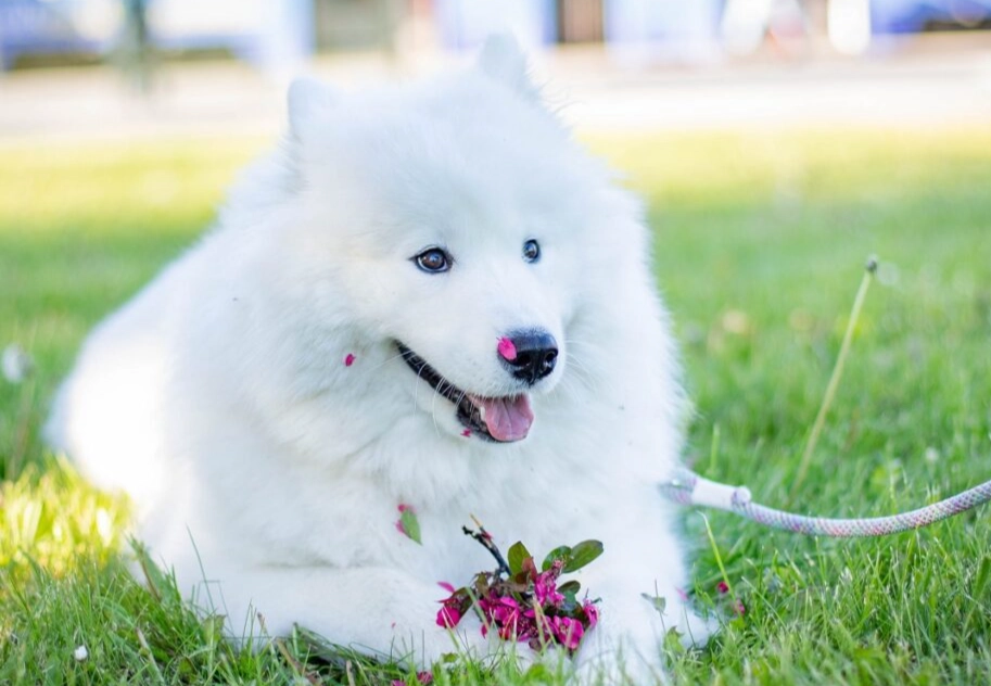 best white dog breeds