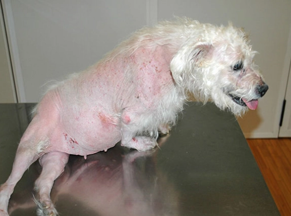 cushing's disease symptoms cushing's disease symptoms