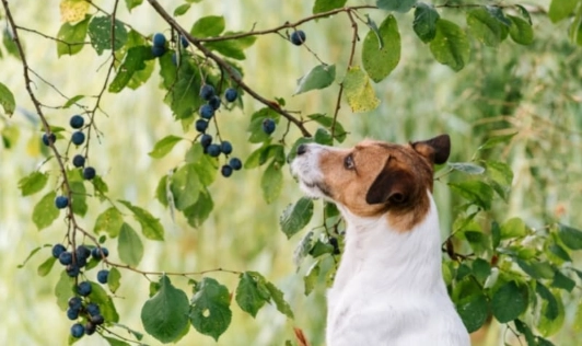 are plums safe for dogs