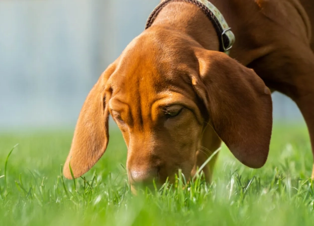 parvovirus transmission