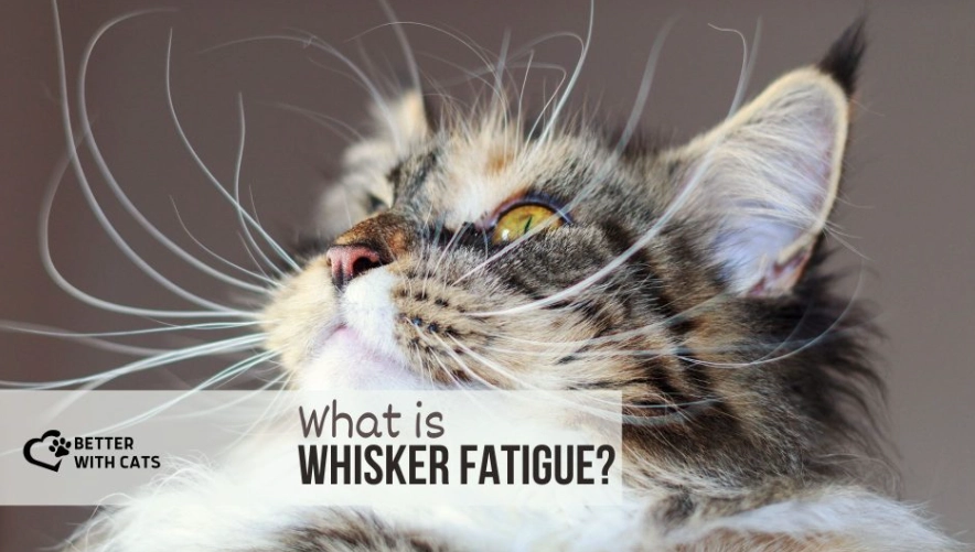 whisker fatigue symptoms
