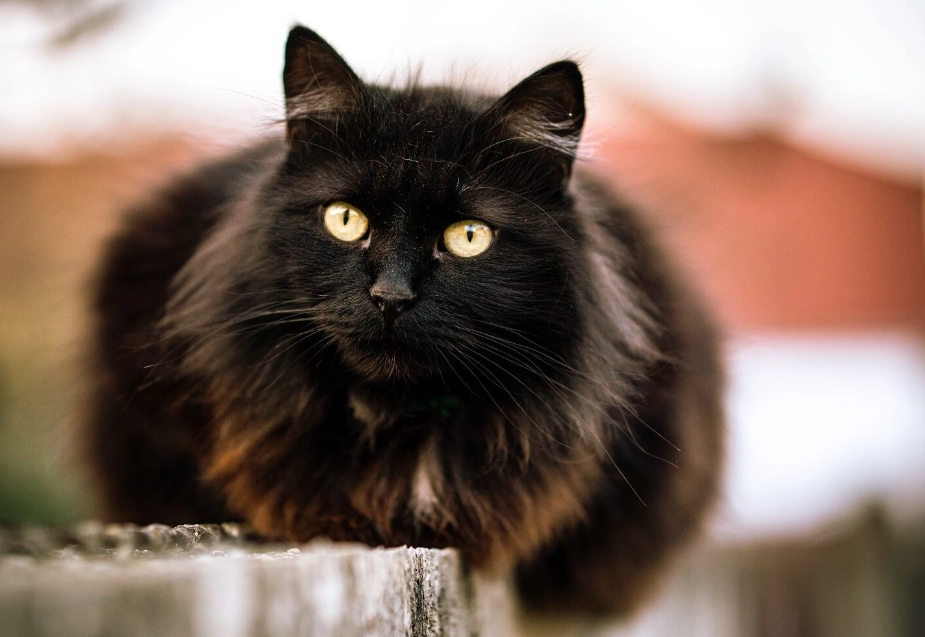 black cat breed information