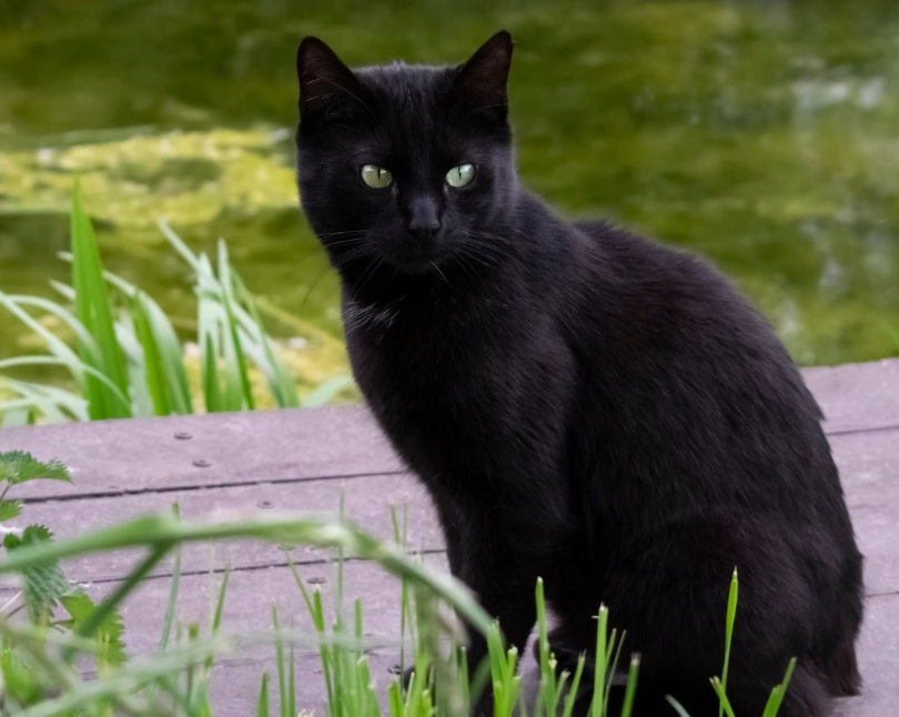 black cat care guide