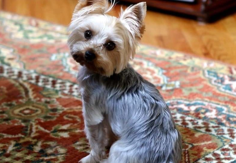 yorkshire terrier lifespan yorkshire terrier lifespan