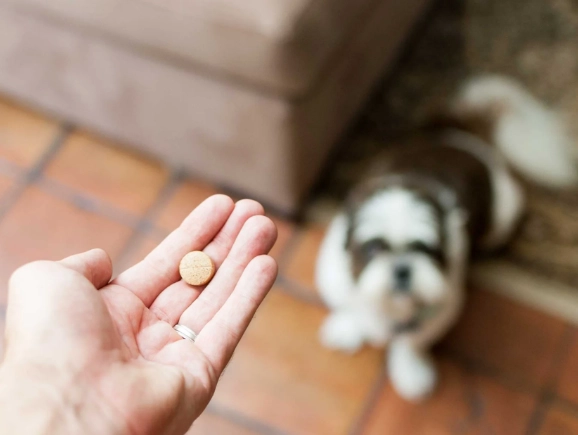 can dogs take benadryl