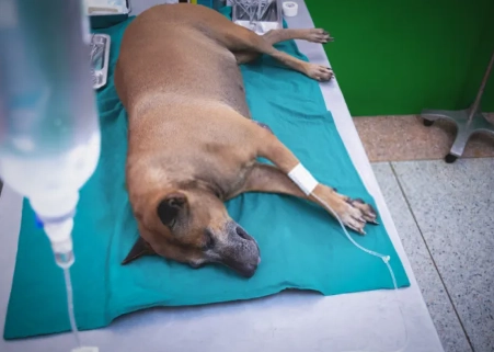 canine parvovirus prevention