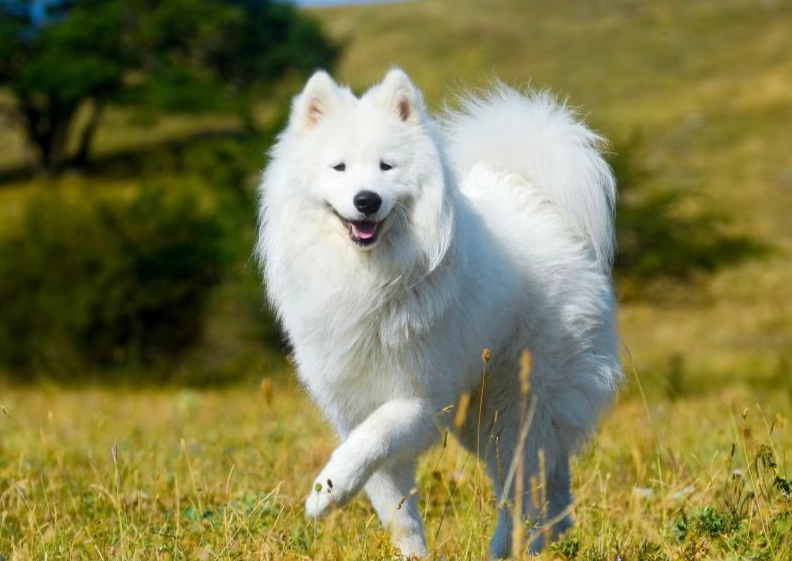 best white dog breeds
