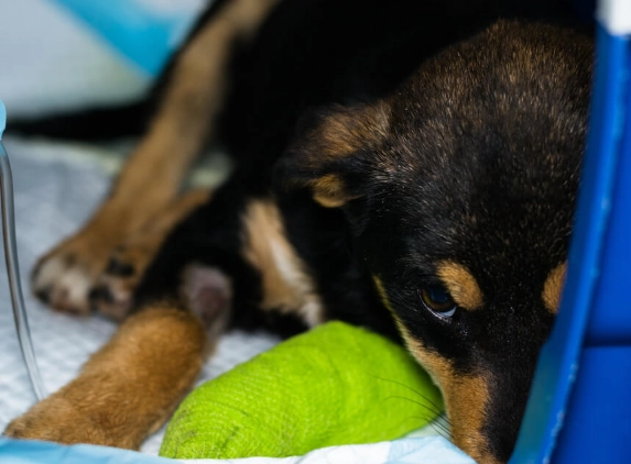 canine parvovirus prevention