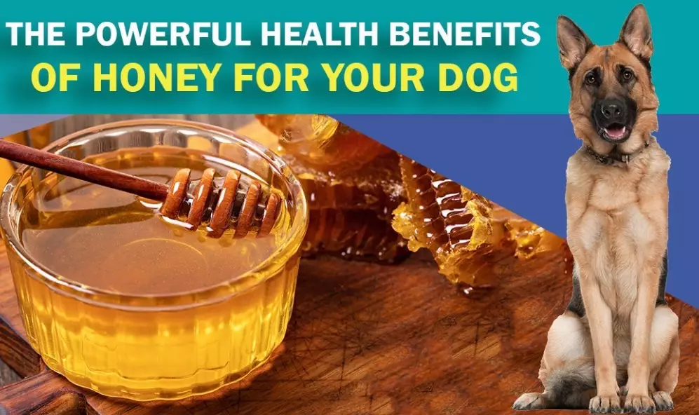 how to give honey to dogs