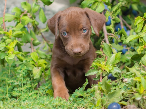 are plums safe for dogs