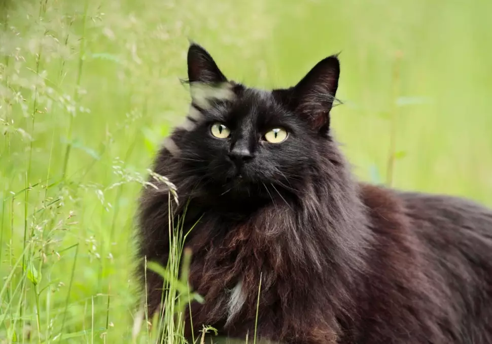 black cat breeds