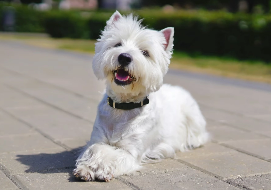 best white dog breeds