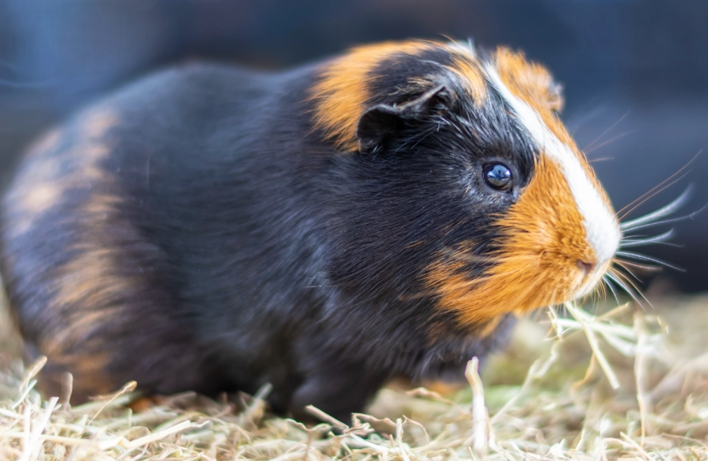 guinea pig lifespan