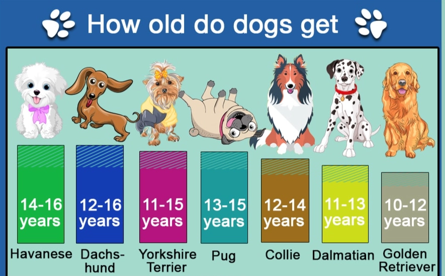 dog lifespan by breed