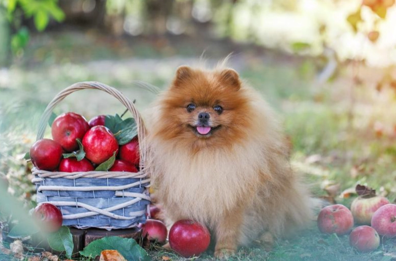 can dogs eat apples